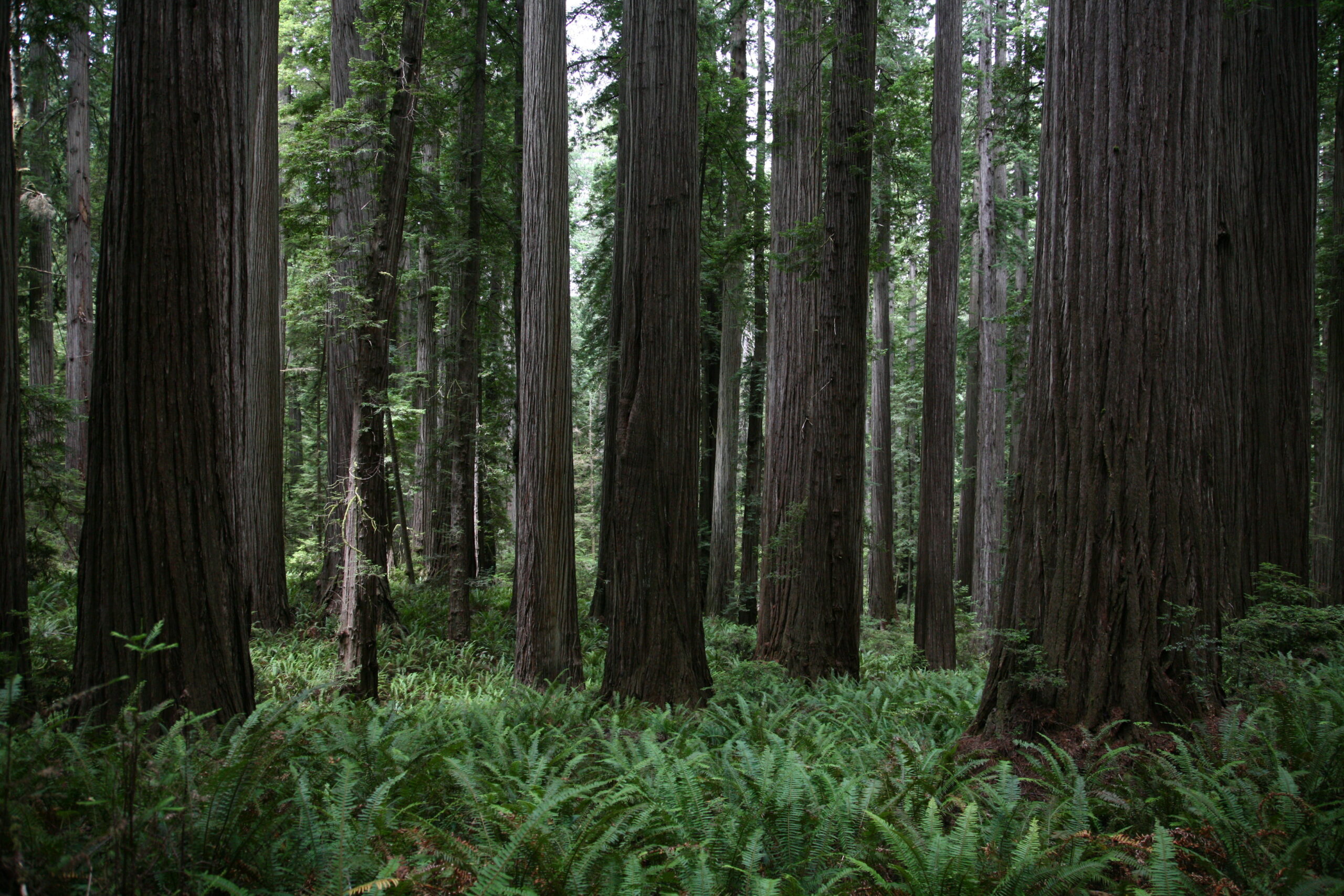 Redwoods National and State Parks                       California