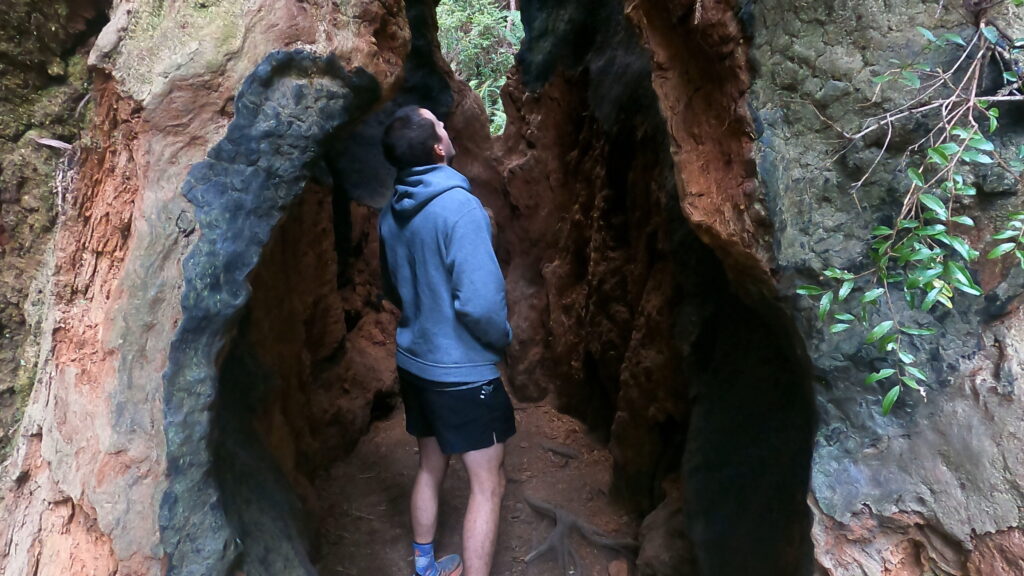 Fire-scarred coast redwood tree with basal burls regenerating in Redwoods National Park
