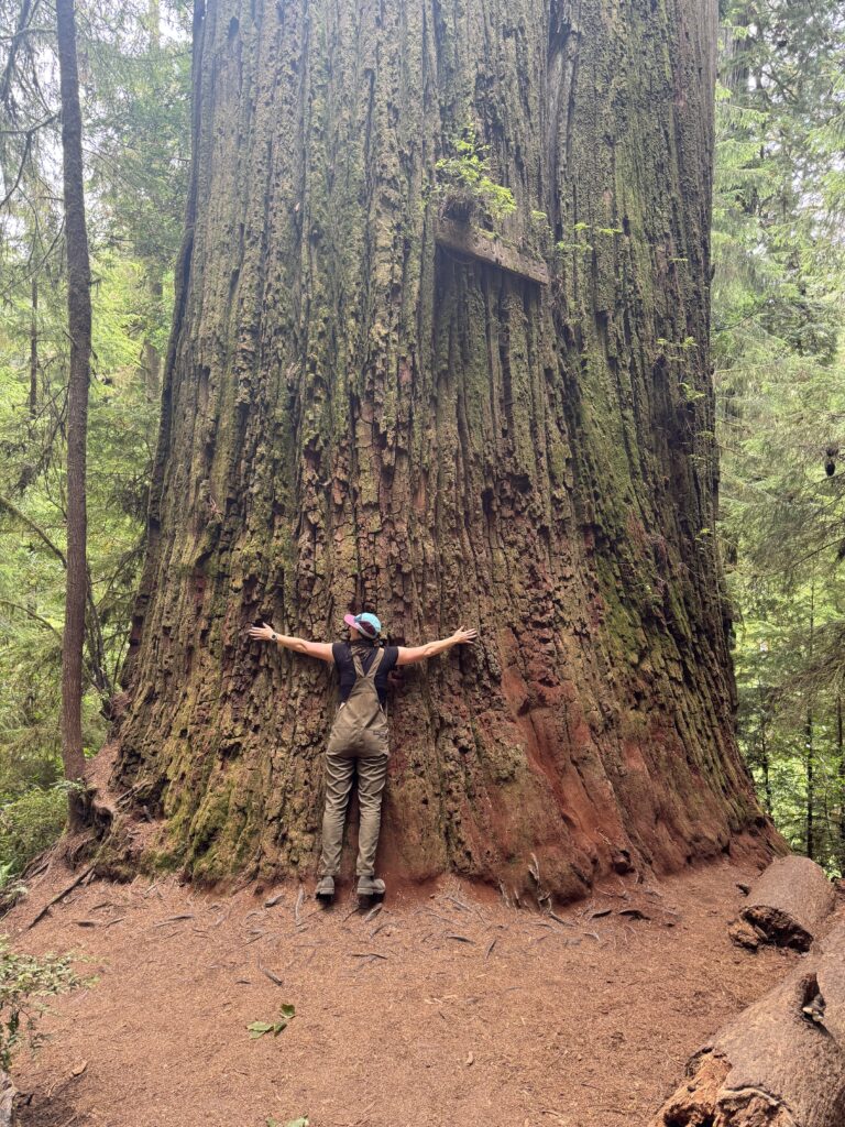 Hiker standing near the massive Boy Scout Tree along Boy Scout Tree Trail in Jedediah Smith Redwoods State Park