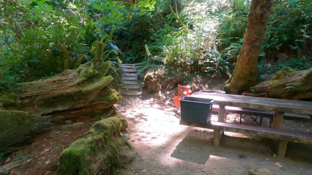 Campsite at Mill Creek surrounded by ancient redwoods in Redwoods National and State Parks