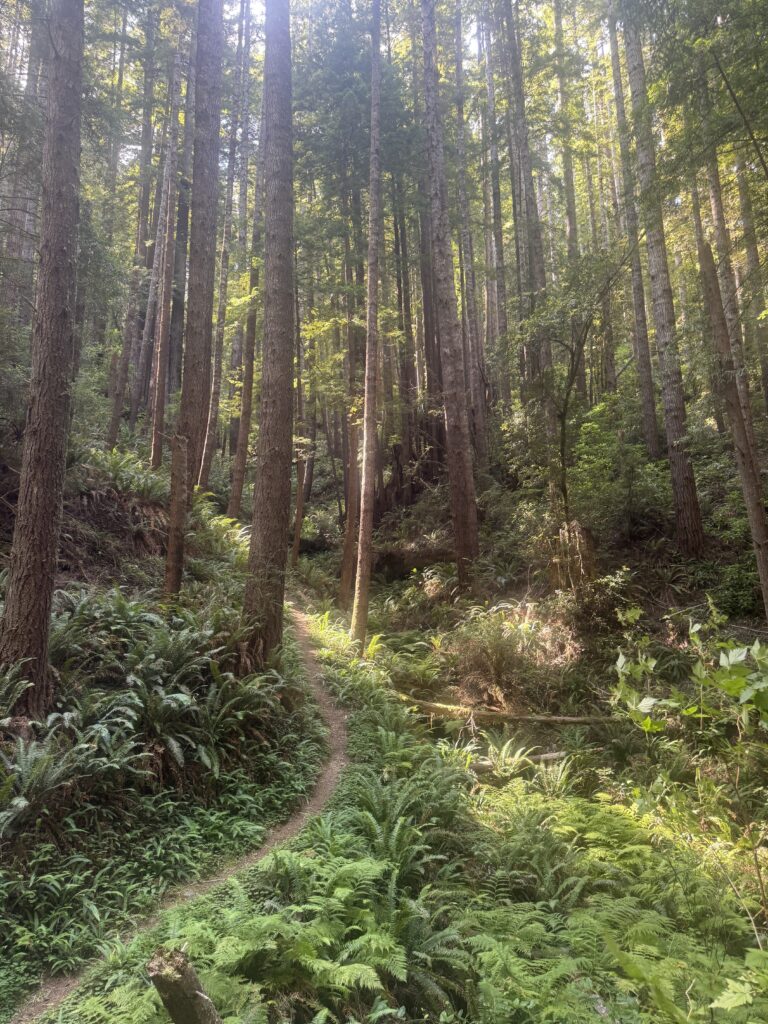 Shaded hiking trail winding through dense old-growth redwoods along Hobbs-Wall Trail in Del Norte Coast Redwoods State Park