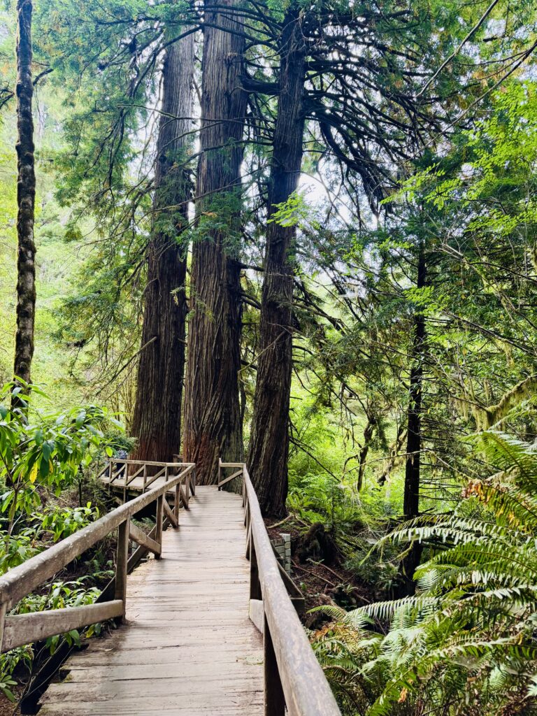 Wooden footbridge on the Karl Knapp Trail surrounded by towering redwoods in Prairie Creek Redwoods State Park, California